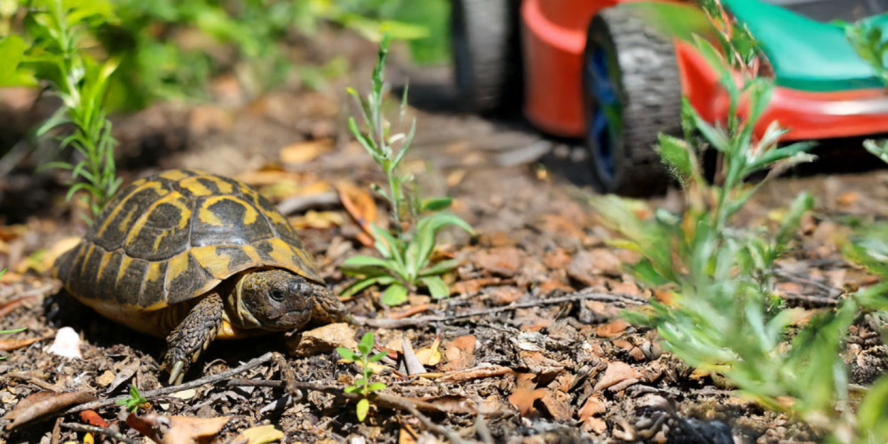 Tortue d'Hermann lors d'un débroussaillement (image d'illustration) © Aurélien Audevard - LPO PACA